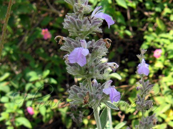 Malabar Catmint